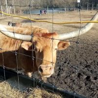 Mount Laurel Animal Hospital ico
