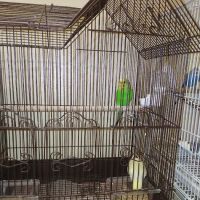 Pet City ico