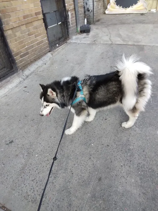 Pet City Picture 10
