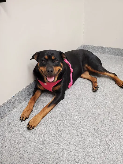 Merrifield Rebecca DVM at Mt Laurel Animal Hospital Picture 5