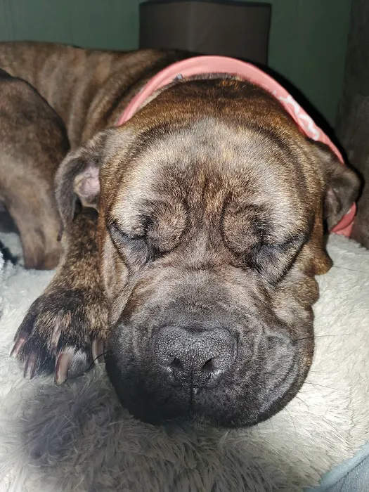 Banfield Pet Hospital Picture 4