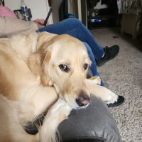 Banfield Pet Hospital ico