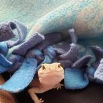 Avian & Exotic Animal Medical