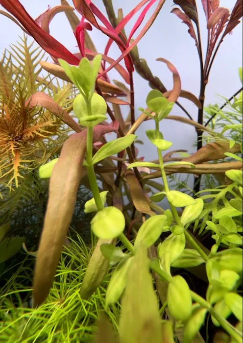Happy Aquarium Plants Picture 1