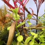 Happy Aquarium Plants
