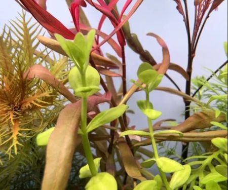Happy Aquarium Plants