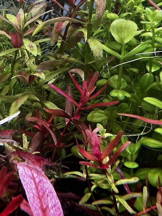 Happy Aquarium Plants Picture 10
