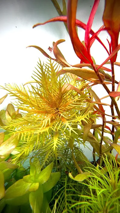Happy Aquarium Plants Picture 4