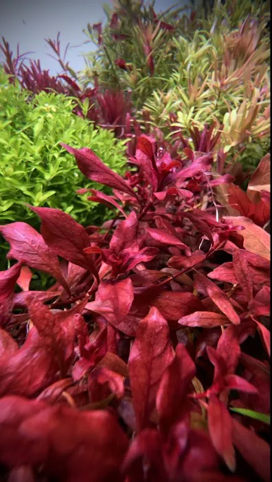 Happy Aquarium Plants Picture 5