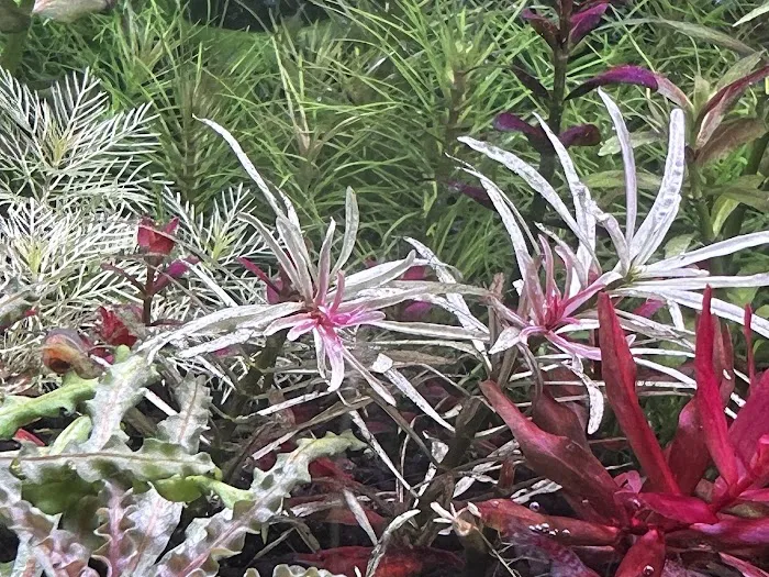 Happy Aquarium Plants Picture 8