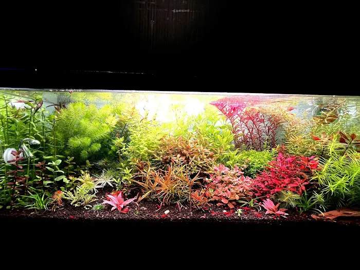 Happy Aquarium Plants Picture 7