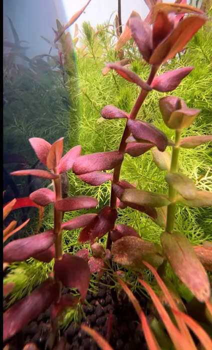 Happy Aquarium Plants Picture 6