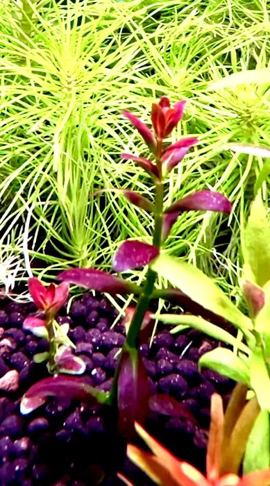 Happy Aquarium Plants Picture 2