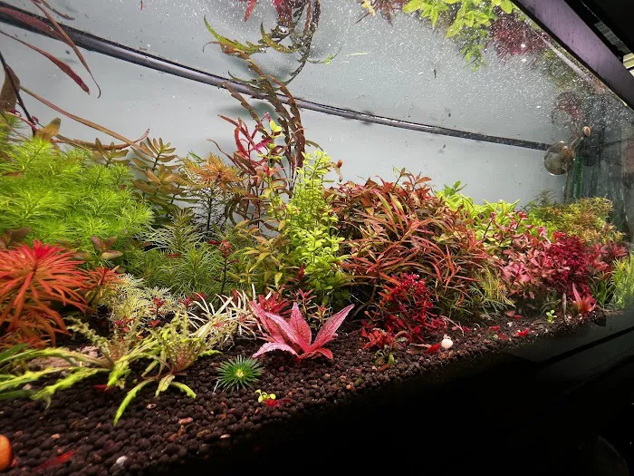 Happy Aquarium Plants Picture 3