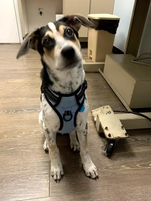 Aston Veterinary Clinic Picture 1