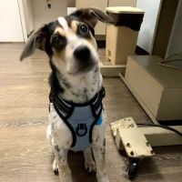 Aston Veterinary Clinic ico