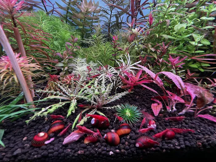 Happy Aquarium Plants Picture 5