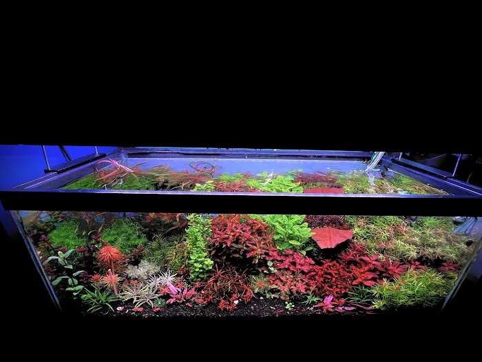 Happy Aquarium Plants Picture 3