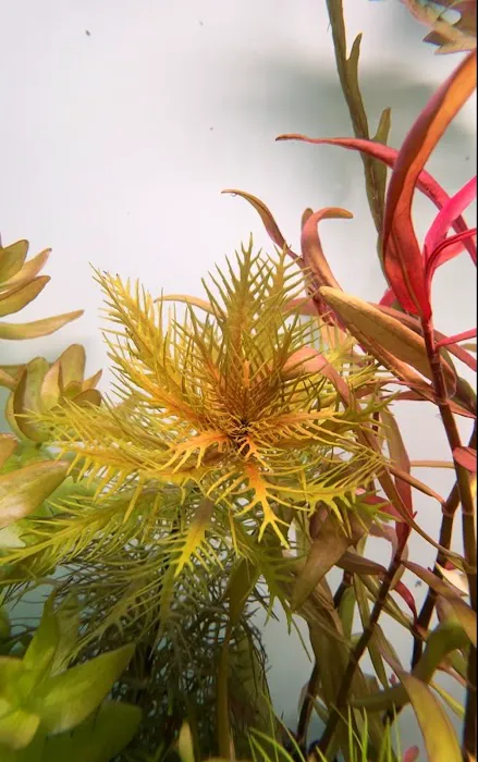 Happy Aquarium Plants Picture 1