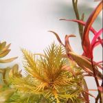 Happy Aquarium Plants