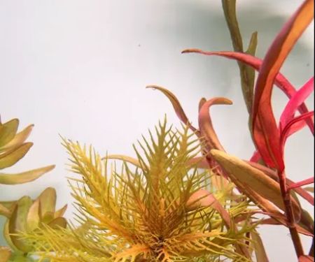 Happy Aquarium Plants