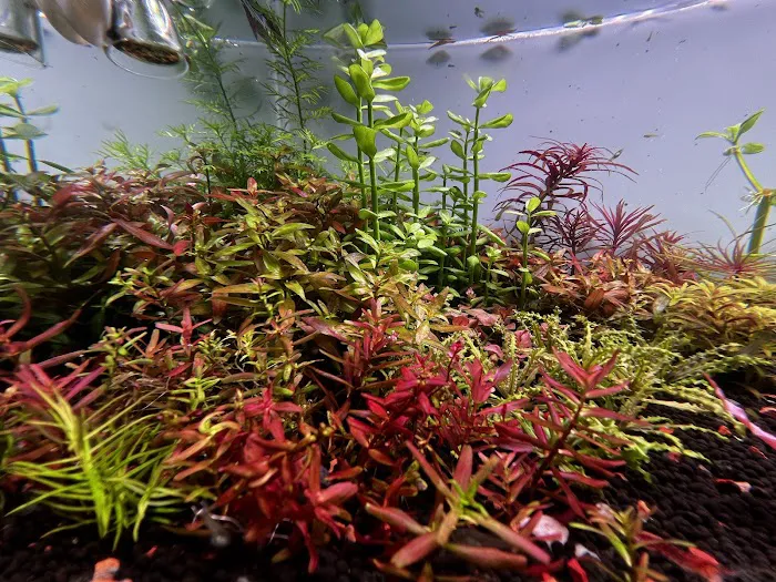 Happy Aquarium Plants Picture 6