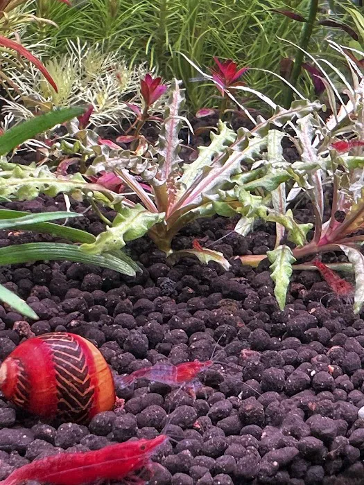 Happy Aquarium Plants Picture 7