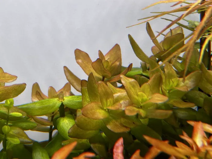 Happy Aquarium Plants Picture 8