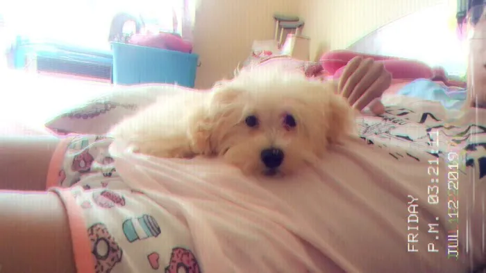 Gabby Pets Picture 4