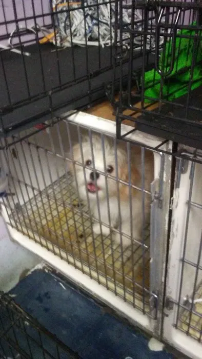 Gabby Pets Picture 3