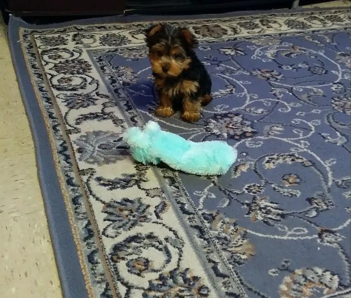 Gabby Pets Picture 10