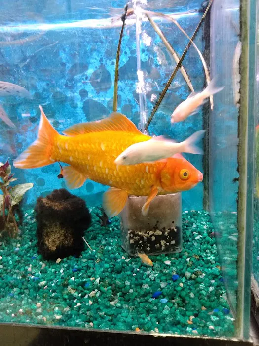 Whole Pets Market Picture 2