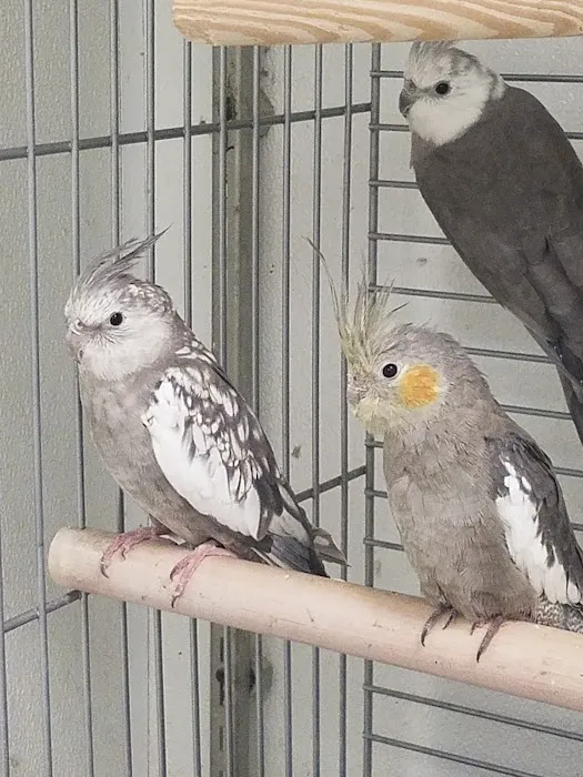 Whole Pets Market Picture 7
