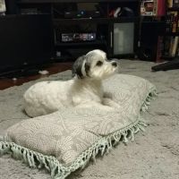 Petco ico