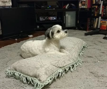 Petco
