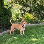 Town & Country Veterinary Hospital in Media/Aston