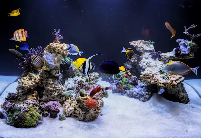 HealTanks Aquarium Services Picture 3