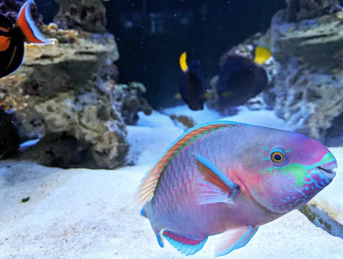HealTanks Aquarium Services Picture 2