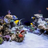 HealTanks Aquarium Services ico