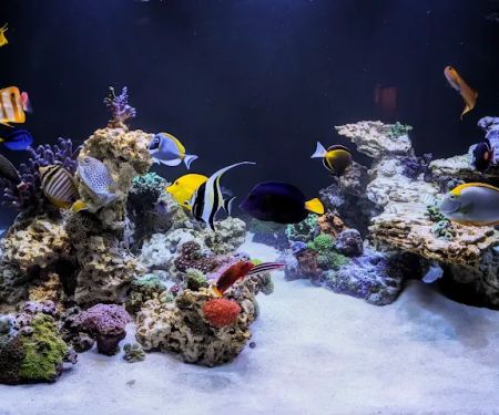 HealTanks Aquarium Services