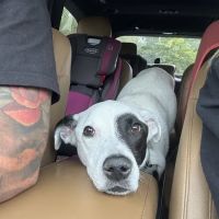 Conchester Animal Hospital ico