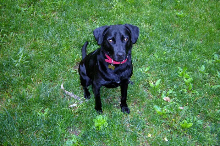 Conchester Animal Hospital Picture 8