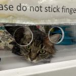 Petco