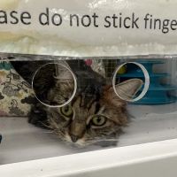 Petco ico