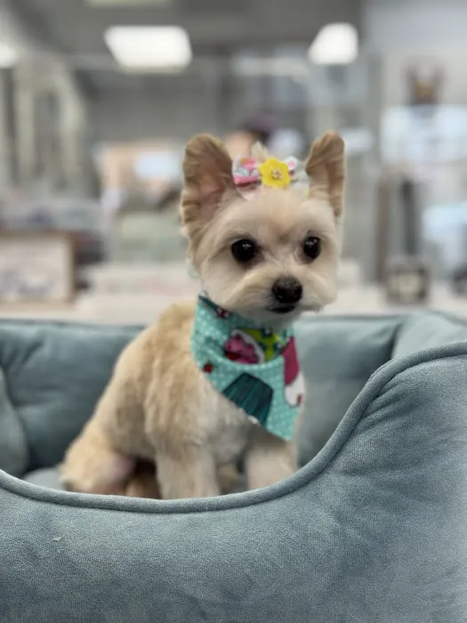 My love Pets and Grooming Picture 9