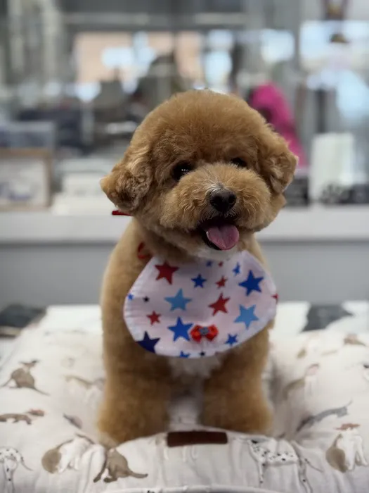 My love Pets and Grooming Picture 3