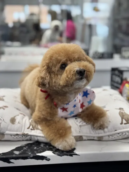 My love Pets and Grooming Picture 4