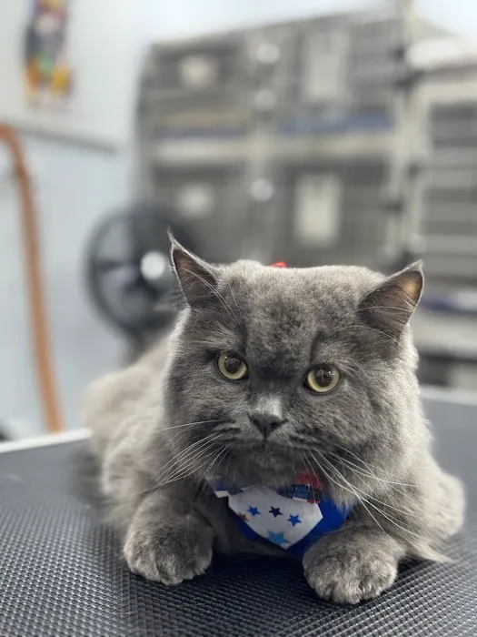 My love Pets and Grooming Picture 8