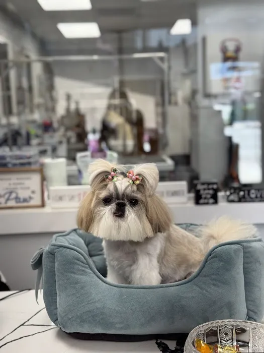 My love Pets and Grooming Picture 5