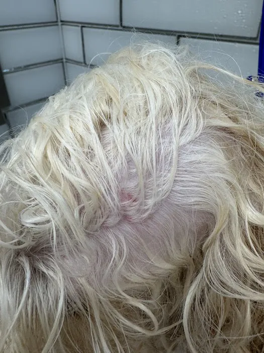 My love Pets and Grooming Picture 7
